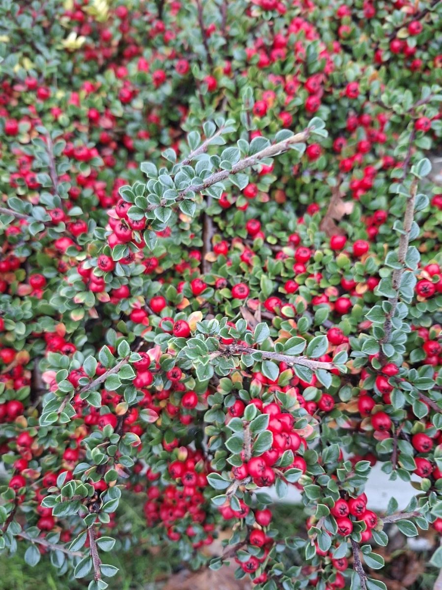 ColburnSupport's tweet image. We needed our coats &amp;amp; hats for our autumn walk last Thursday!