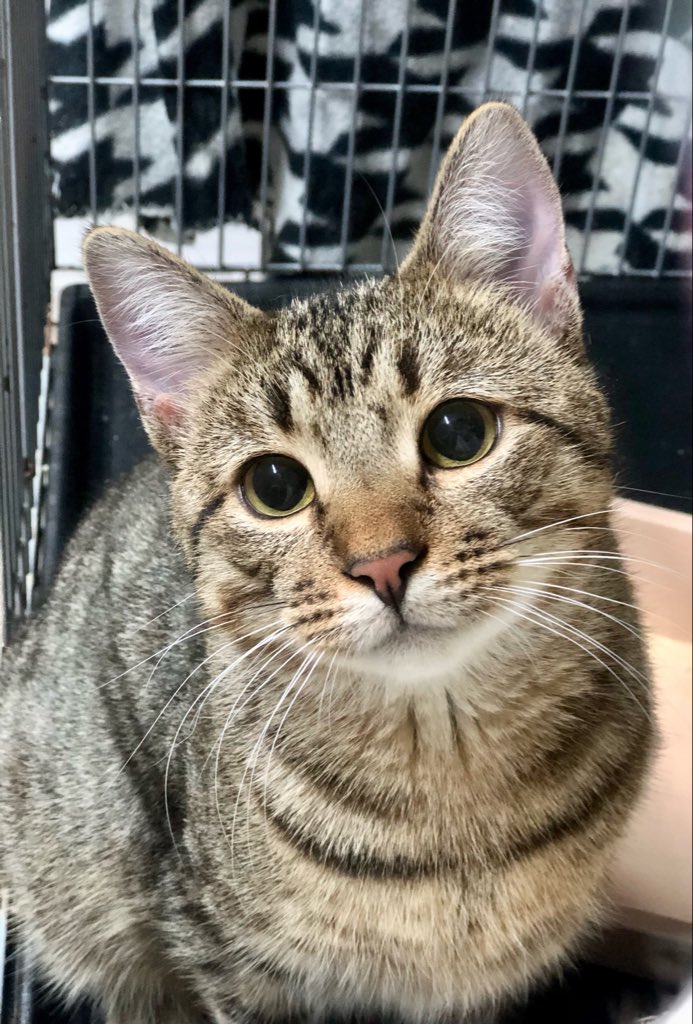 Этот лапочка — Умка! Юный джентльмен в модной серо-полосатой шубке. Умка ищет тех, кто подарит ему любовь раз и навсегда. ✨Он уже знает, что такое потерять дом, и мечтает его обрести. Настоящий, на всю жизнь🙏💫
#умка_убежище
СПб, БФ «Убежище»
+7-906-259-34-88