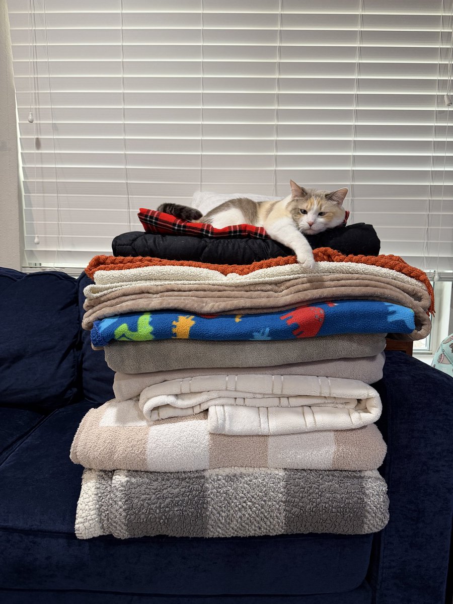 If you have recently lost your blanket this cat could be the culprit