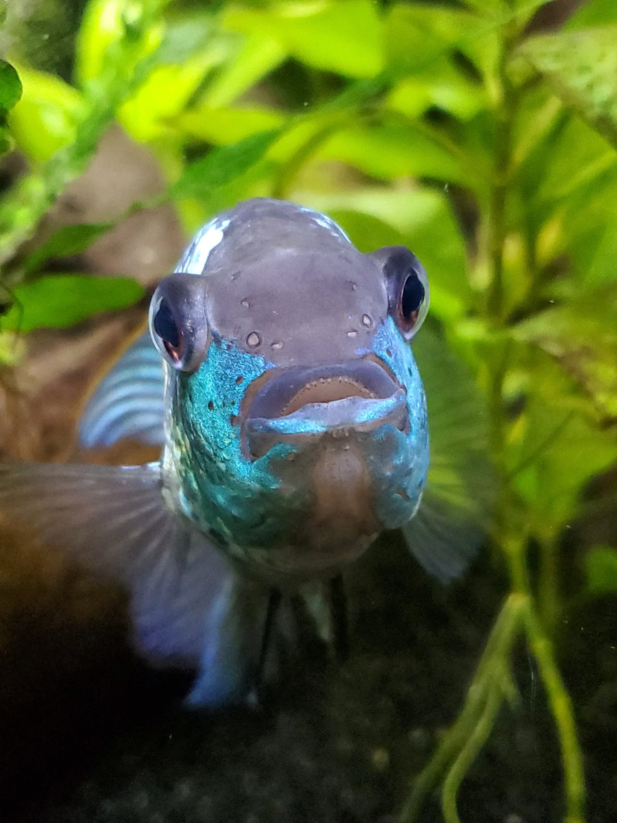 Emily Troyer ๐ ๐๐ก (@fish_fetisher) on Twitter photo Unfortunately my little buddy of 6 years passed away last night. He brought so much joy to so many people. RIP Percy, I miss you so so much. ๐ Unfortunately my little buddy of 6 years passed away last night. He brought so much joy to so many people. RIP Percy, I miss you so so much. ๐