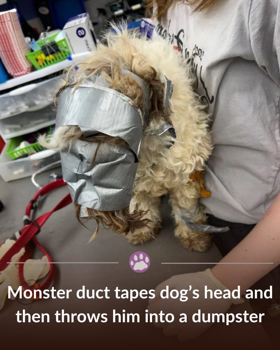 One morning, employees at an Omaha accounting firm made a horrifying discovery: a small dog, bound in duct tape, discarded in a dumpster behind their building.

At first, they believed the sounds coming from the container were from a trapped raccoon. But when they opened the lid,