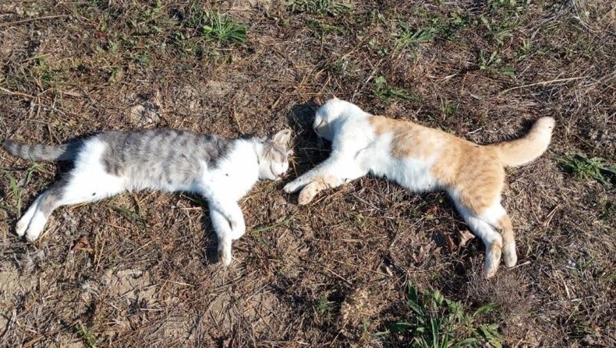 « Leurs vies ont été fauchées » : deux chats mutilés et tués par balles dans le Gard, une plainte déposée
➡️ l.leparisien.fr/tvXG