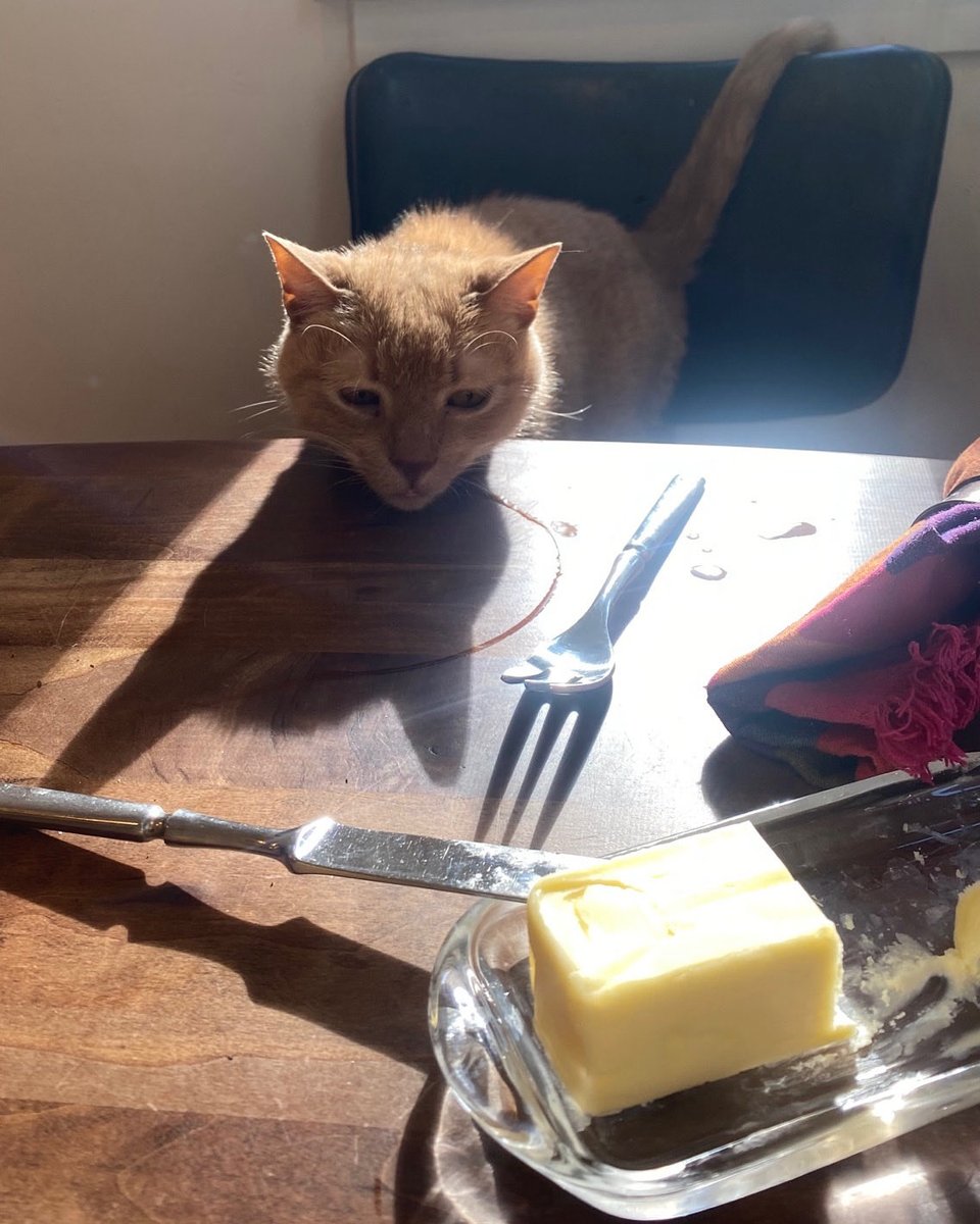 Find someone who looks at you like Pawley looks at butter.