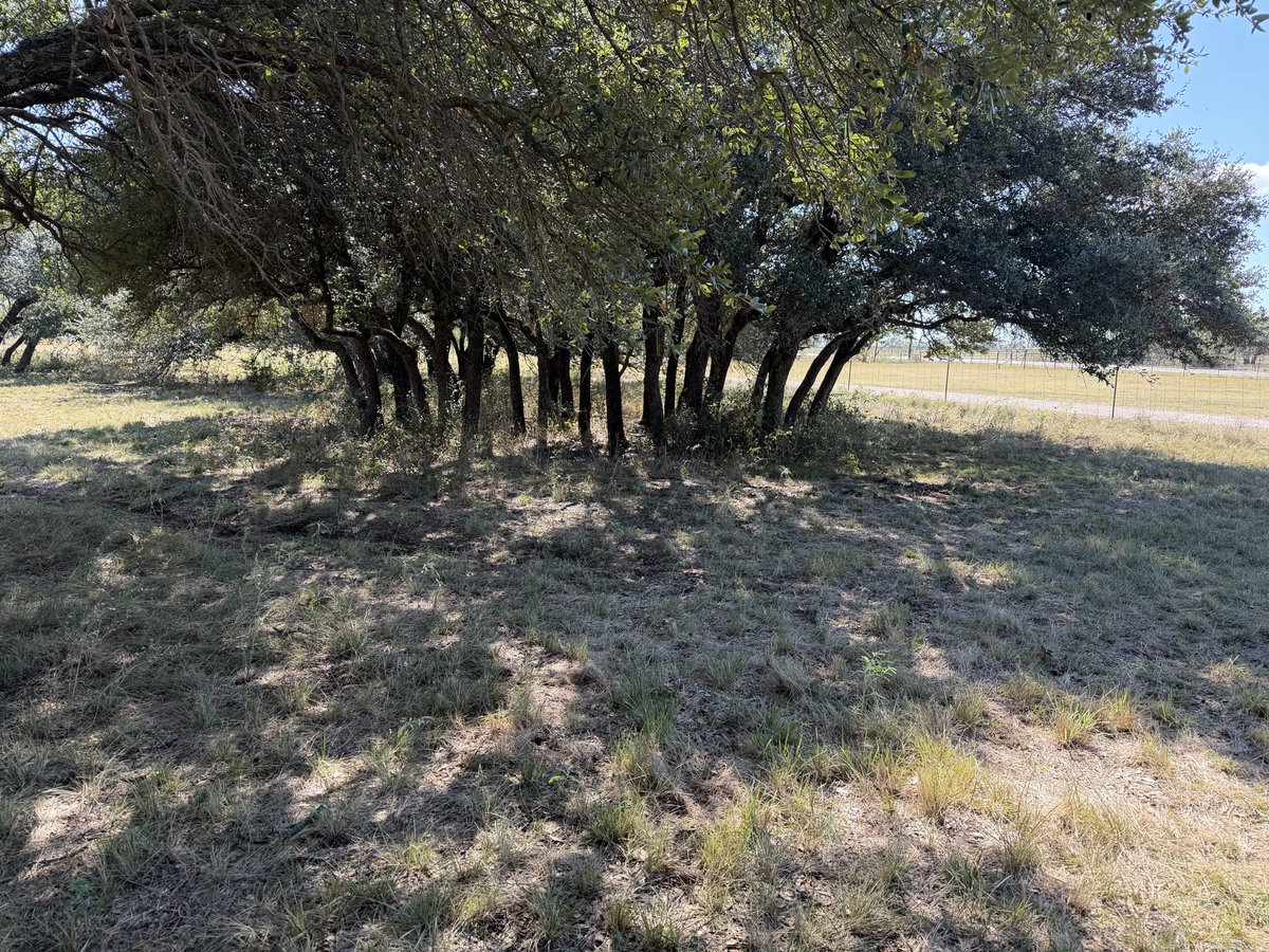 Can you spot where MaMa hid her calf?