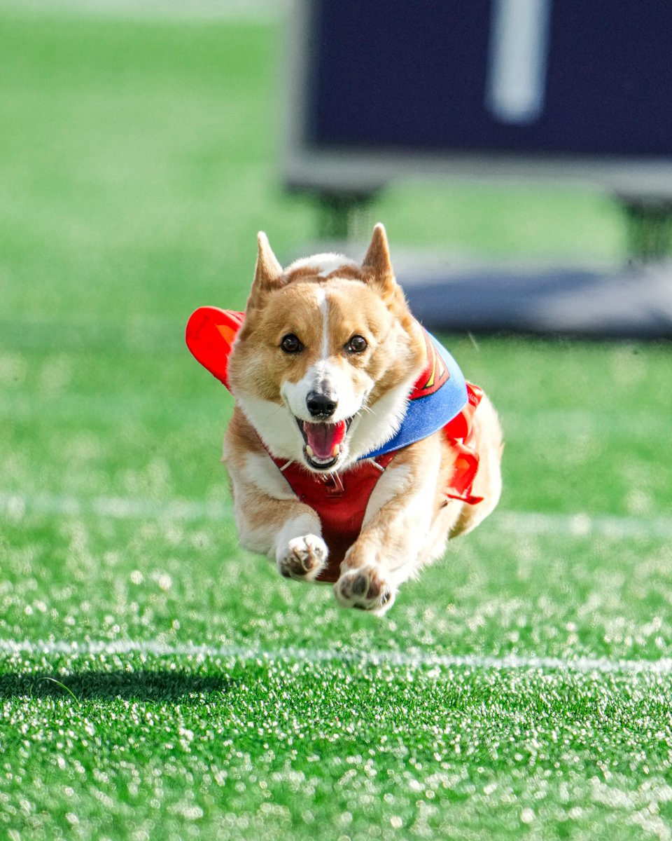Patriots's tweet image. Halftime Corgi races 🤩