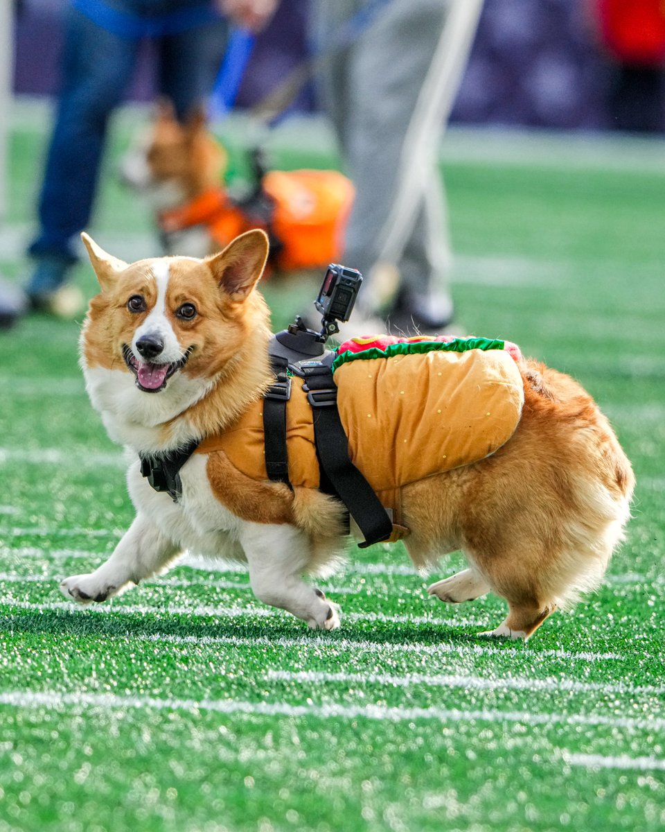 Patriots's tweet image. Halftime Corgi races 🤩