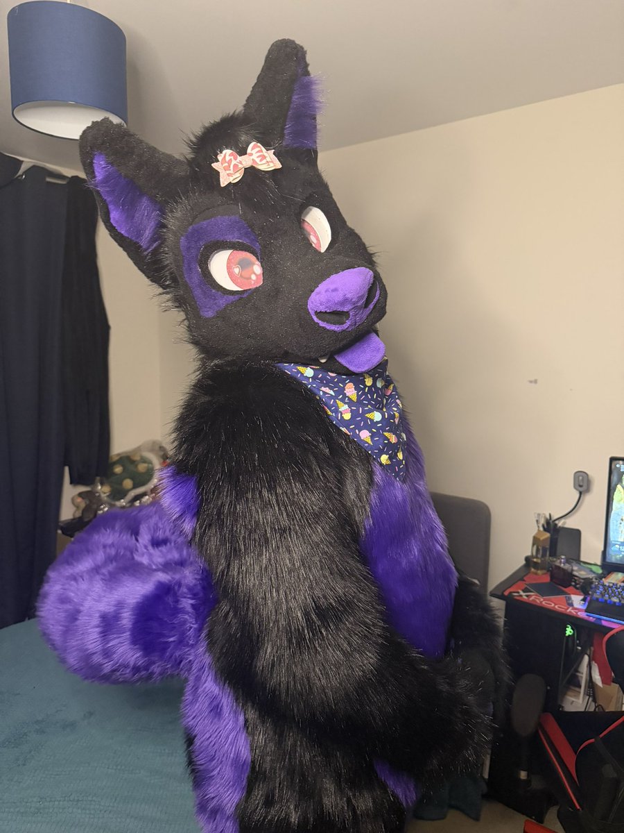 Soooo,
Friends going to ScotiaCon and CFz next year

Who’d maybe want a wusky in their bed? 😏💜🐾