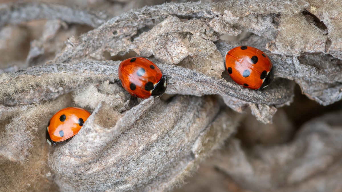 Allan Burrows tweet media