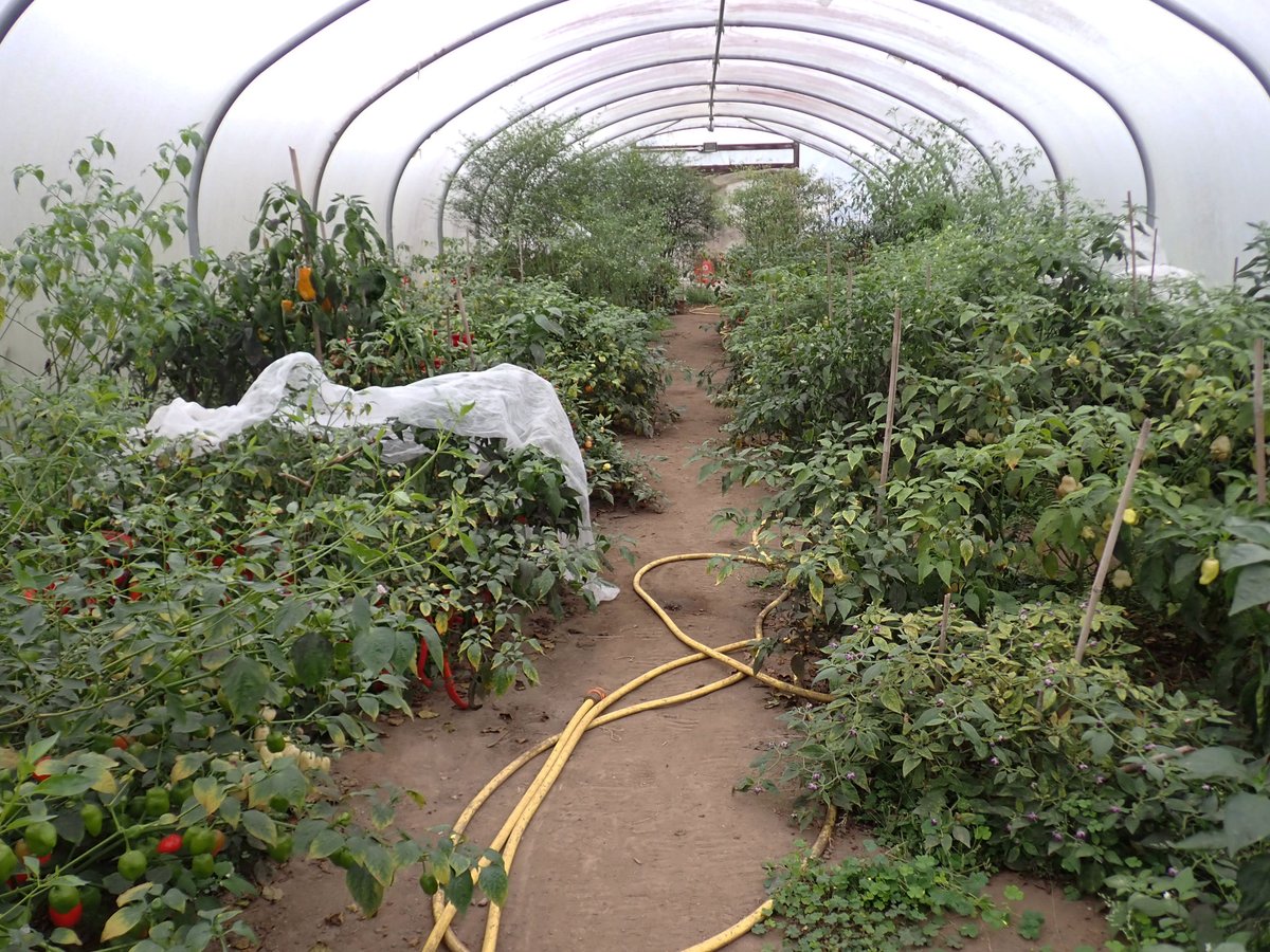 Chris Fowler tweet media