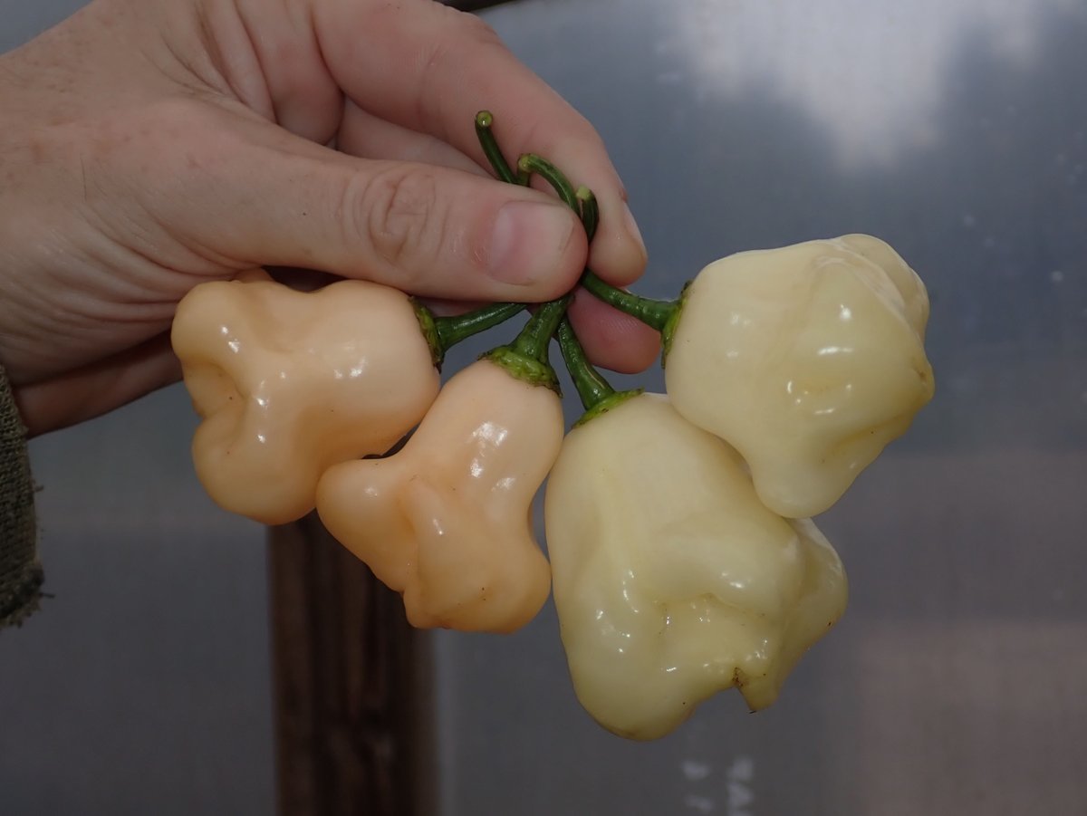 Chris Fowler tweet media