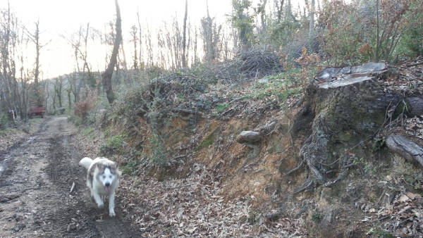 La decisione della <a href="/EU_Commission/">European Commission</a> di “semplificare” il regolamento UE sulla deforestazione (EUDR) adottato nel 2023, è una vergognosa resa alle pressioni politiche, mascherata dietro finti problemi informatici, un pericoloso passo indietro per tutti noi wwfroma.it/aggiornamenti-…