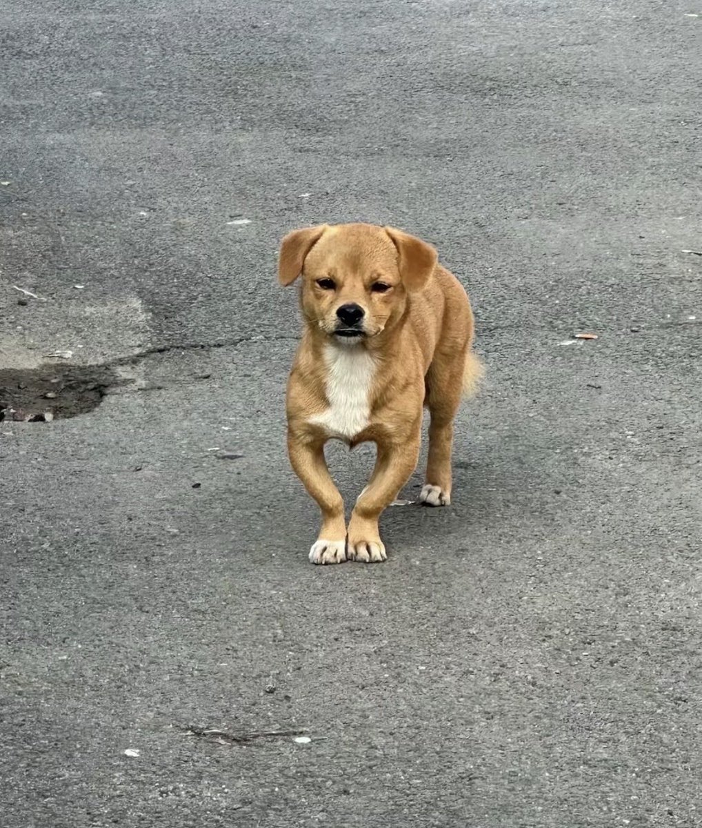 💖 (@twaniimals) on Twitter photo 