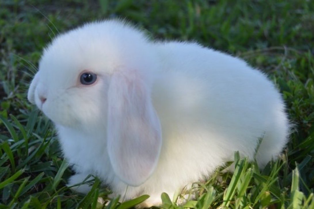 Saijā/սաիյա 🍉🌻/🇦🇱🇱🇻🇵🇱🇱🇹🇸🇪🇮🇸 (@fulennmunsigra) on Twitter photo 