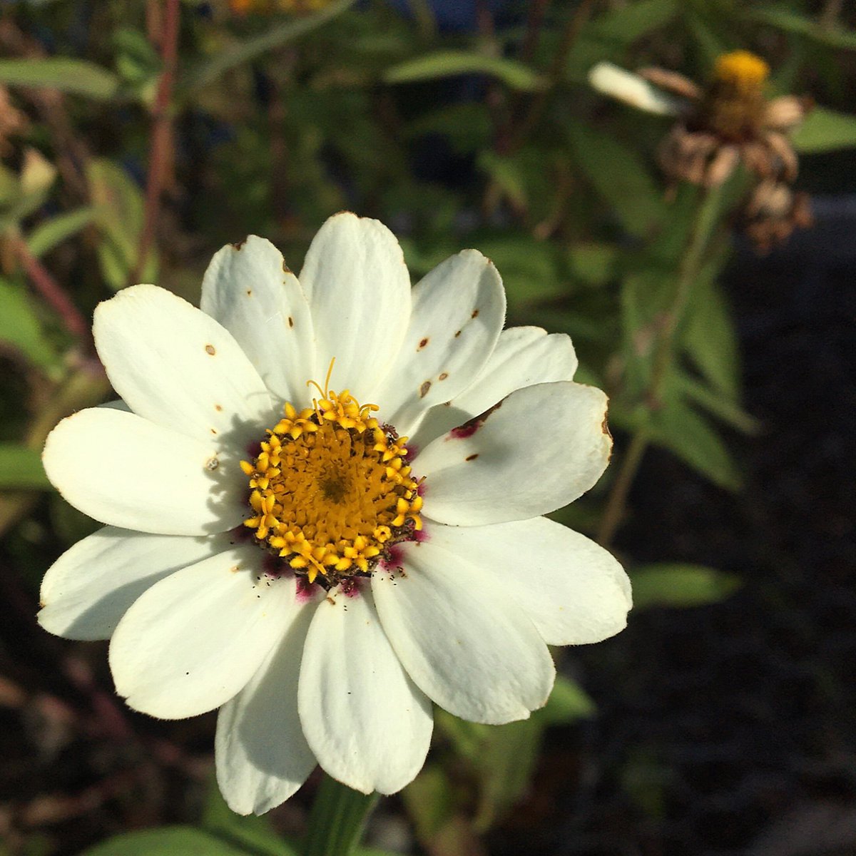 kimgraziano's tweet image. 🍂Last of the zinnias ~ October 26, 2025. 

#garden 
#fallgarden 
#zinnia 
#homegarden 
#autumn 
#fall 
#fallflowers