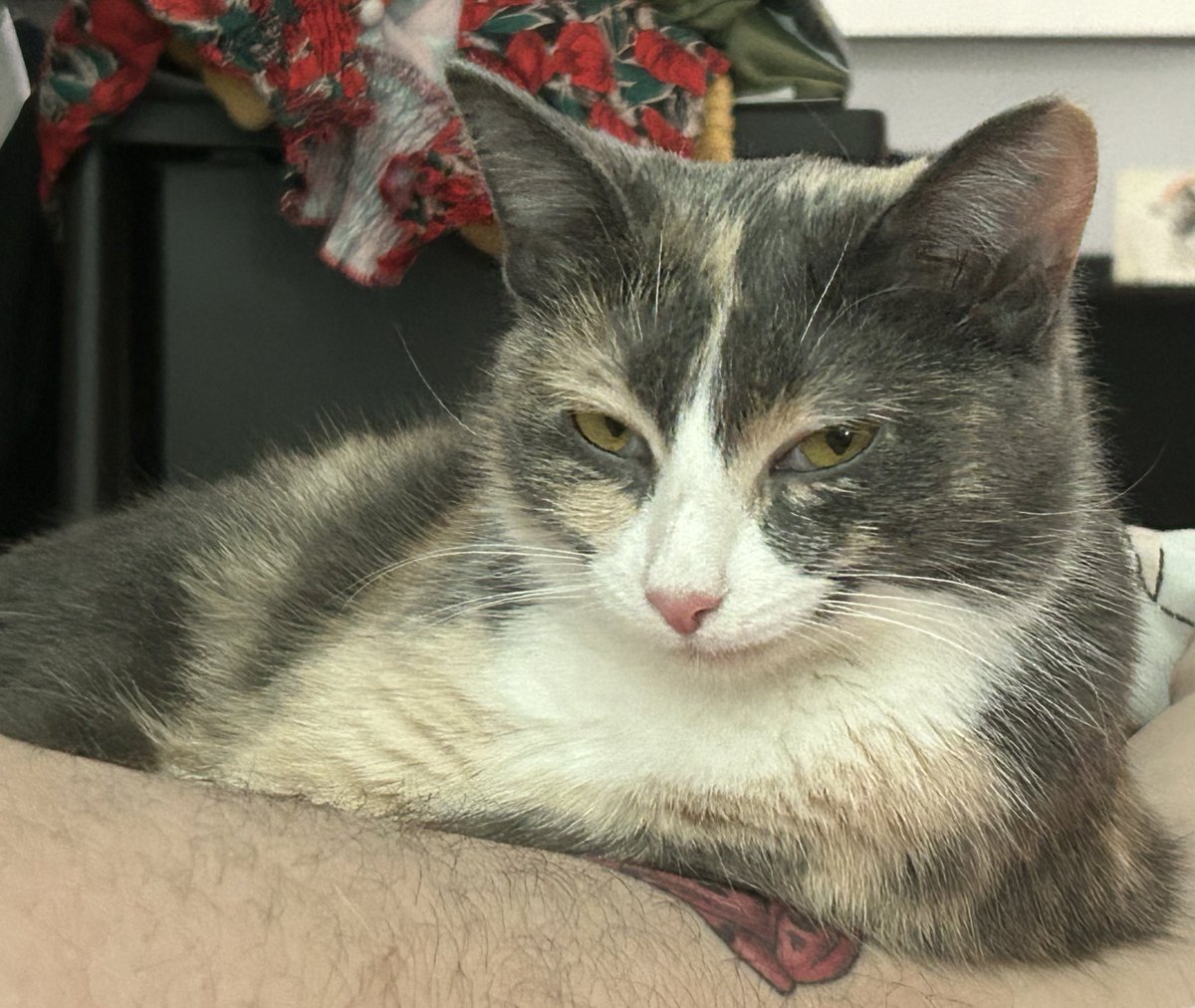 oreoeocat's tweet image. 