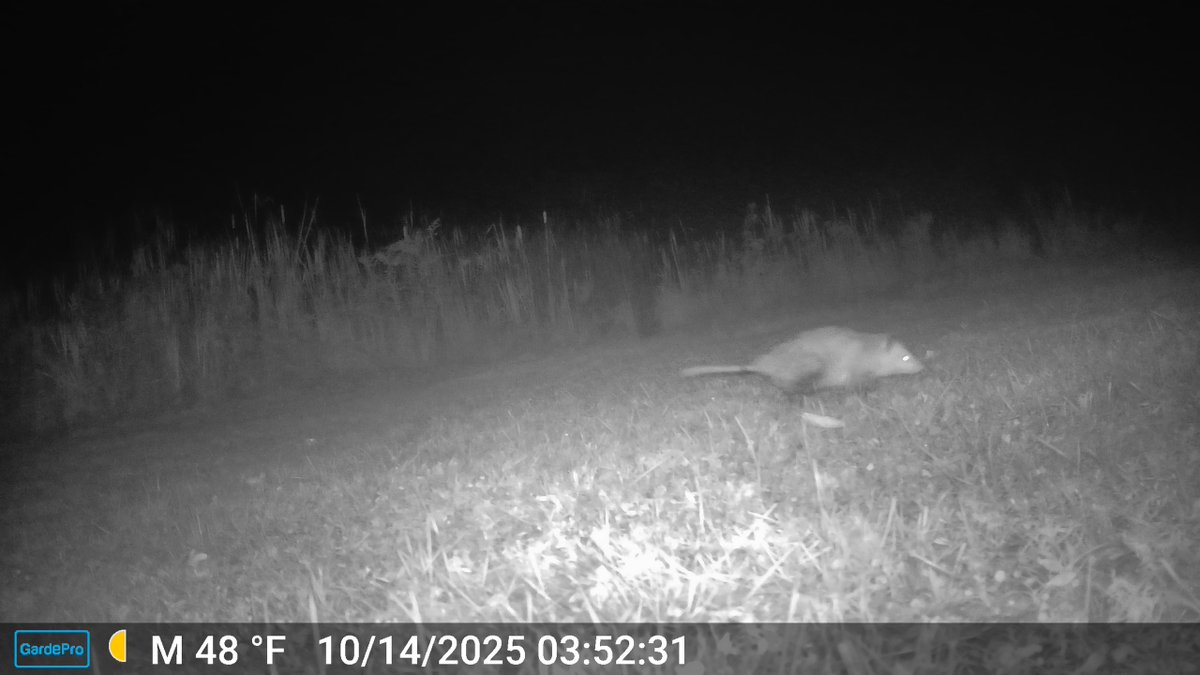 CrytzerFry's tweet image. The other things my sister is finding on #trailcam at Denni Moore the #beaver's pond in NW PA (She's still there, too): #raccoon, #fox (y'all - is it possible this is a gray fox? I didn't think they were in NW PA), #opossum, #buck.