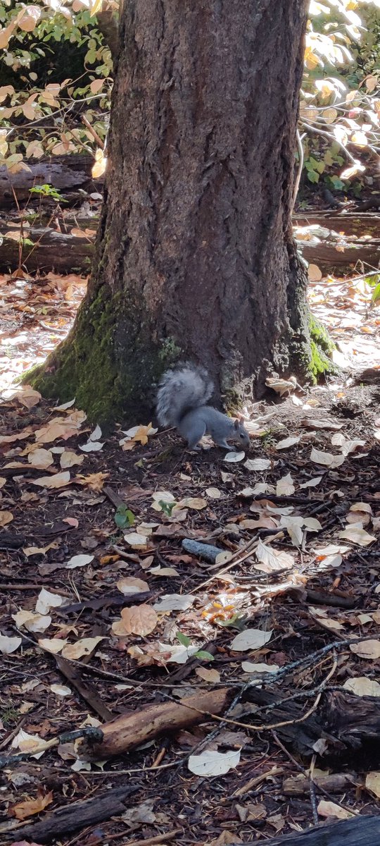 TryingTurtle's tweet photo. Just a girl, wanting to cuddle a squirrel https://t.co/HjxM9F2B2u