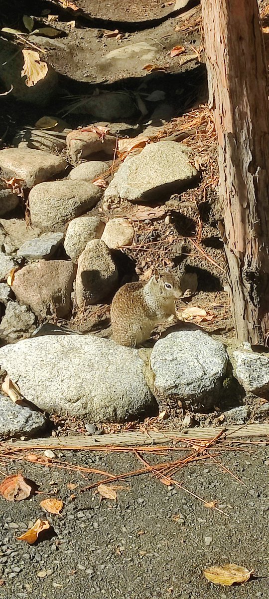 TryingTurtle's tweet photo. Just a girl, wanting to cuddle a squirrel https://t.co/HjxM9F2B2u