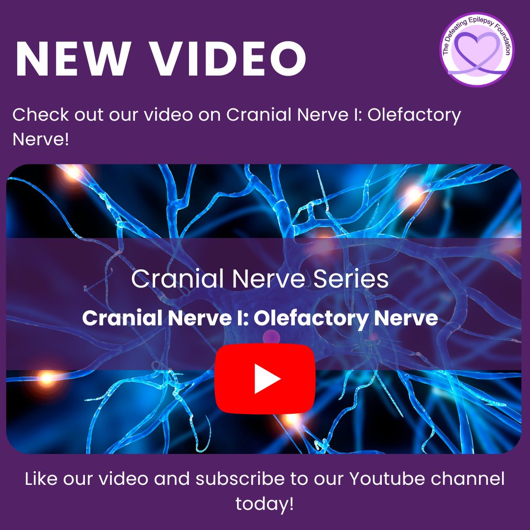 iamnatalieboehm's tweet image. Check out our video on Cranial Nerve I, also known as the olefactory nerve, in our new series! Like our videos and subscribe to our channel today!
YouTube link: youtu.be/D3Y08iyxMFE
#DefeatEpilepsy #OlfactoryNerve #BrainFunction #Neuroscience #NeuroHealth #NervousSystem