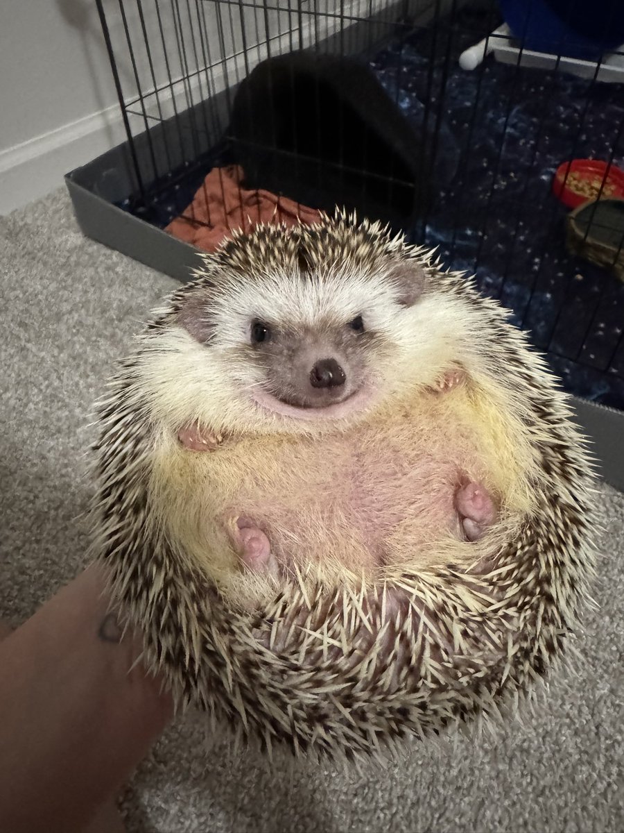 gwndmrn's tweet photo. It’s only right I update twitter too since I’ve been offline lol.

New house, new job promotion, new pet hedgehog, new friends. October has been a busy and fulfilling month, I’m thankful. 🥰 https://t.co/ZZFAK36lIo