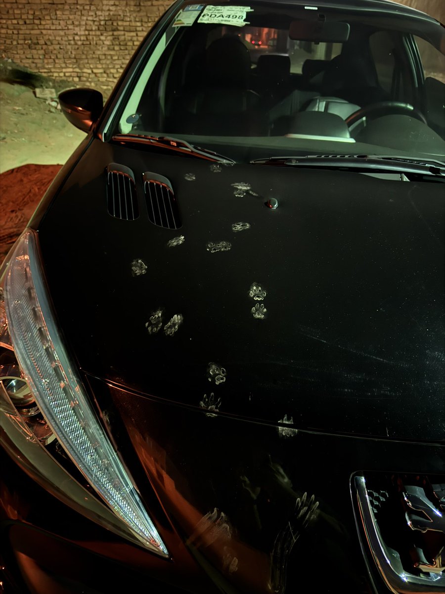 گربه ی کصکش حرومزاده😂