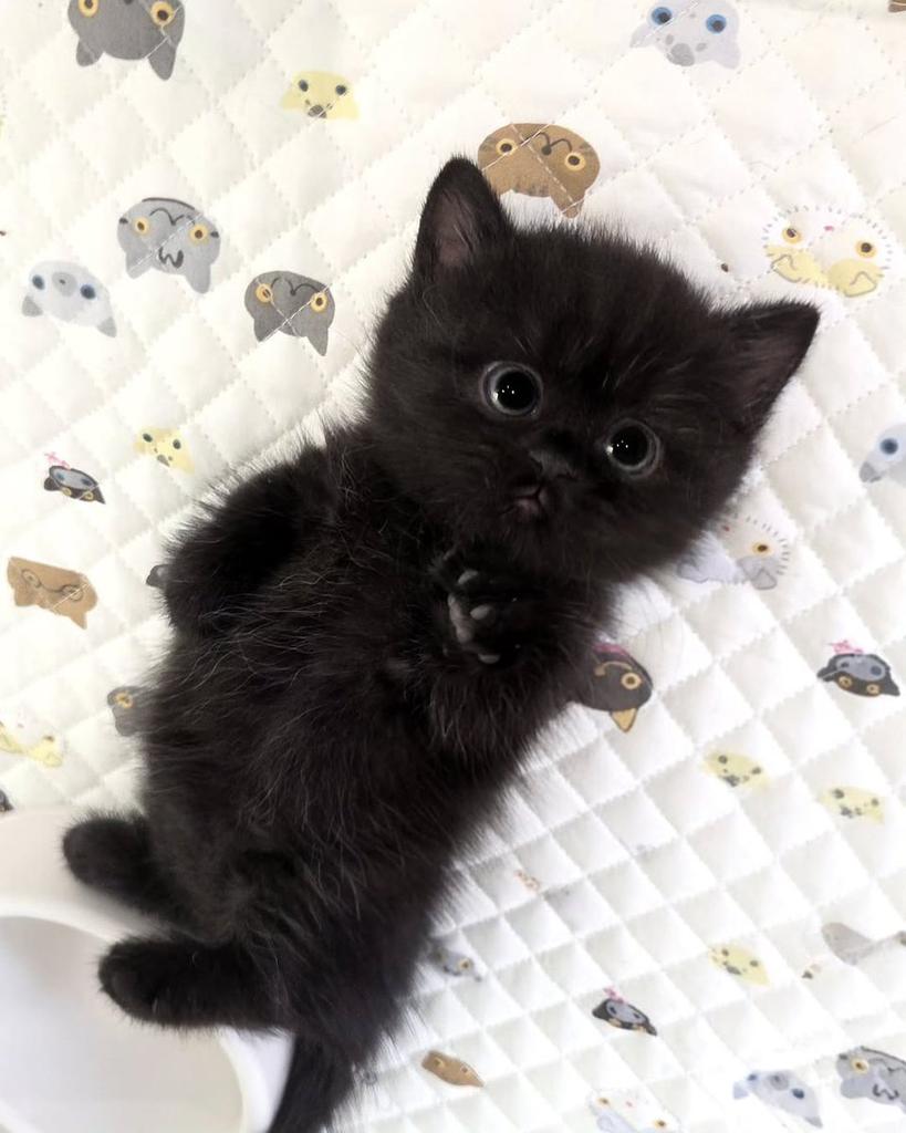 Cute Cats 🐱 (@cutecats_____) on Twitter photo 