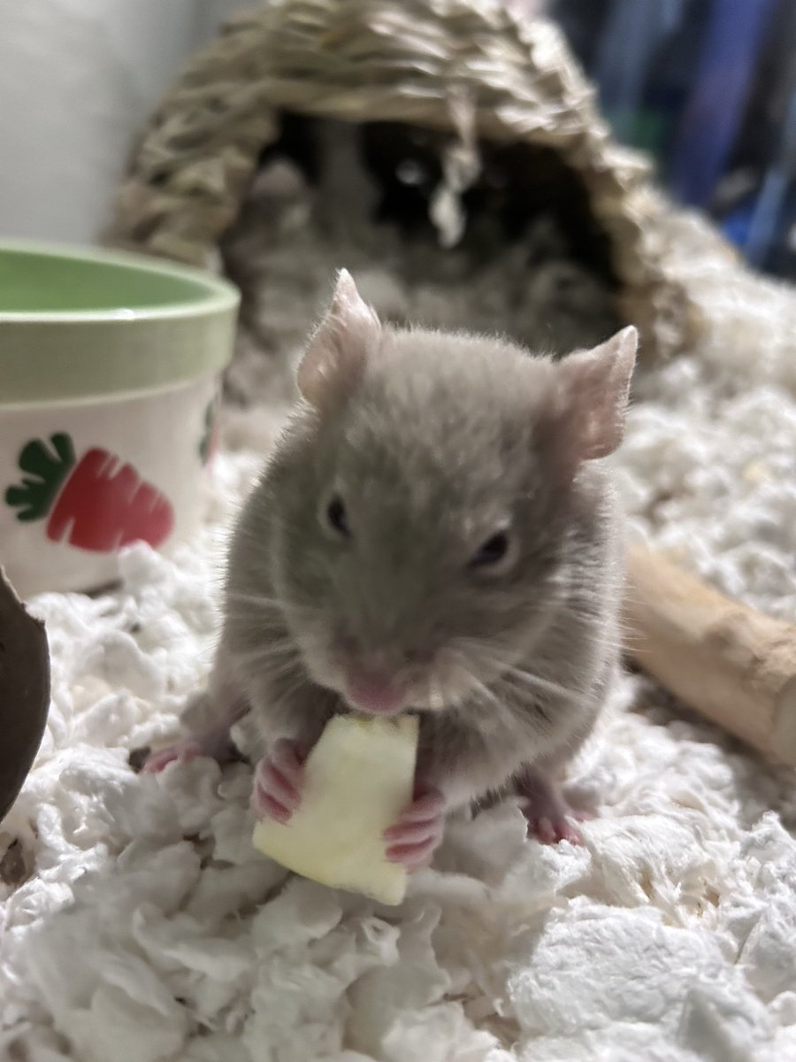 help me get my hamster a bigger cage!! 

My little girl’s cage is a little small for her liking so I want to make her happy and get a bigger home for her!

I’d appreciate it a ton if you could donate <3
throne.com/pwuffypup/item…