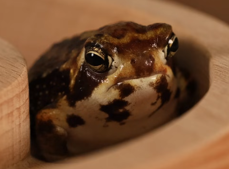 Starryshn's tweet photo. ngl I'm obsessed and am researching a lot about frogs rn at 3am. hmm. https://t.co/ndhSw6nR36