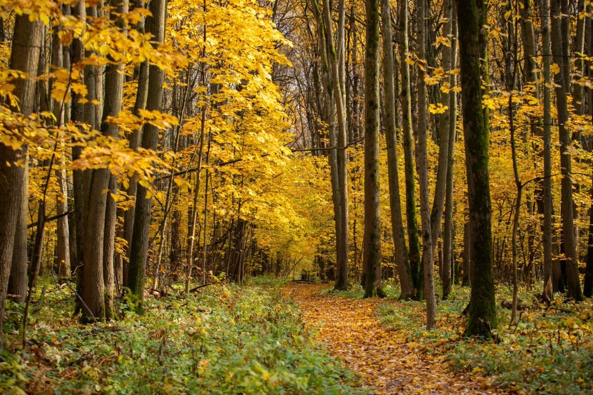 savebitza's tweet image. Золотая осень, Битцевский лес, Москва
Фотограф Елена Медведева