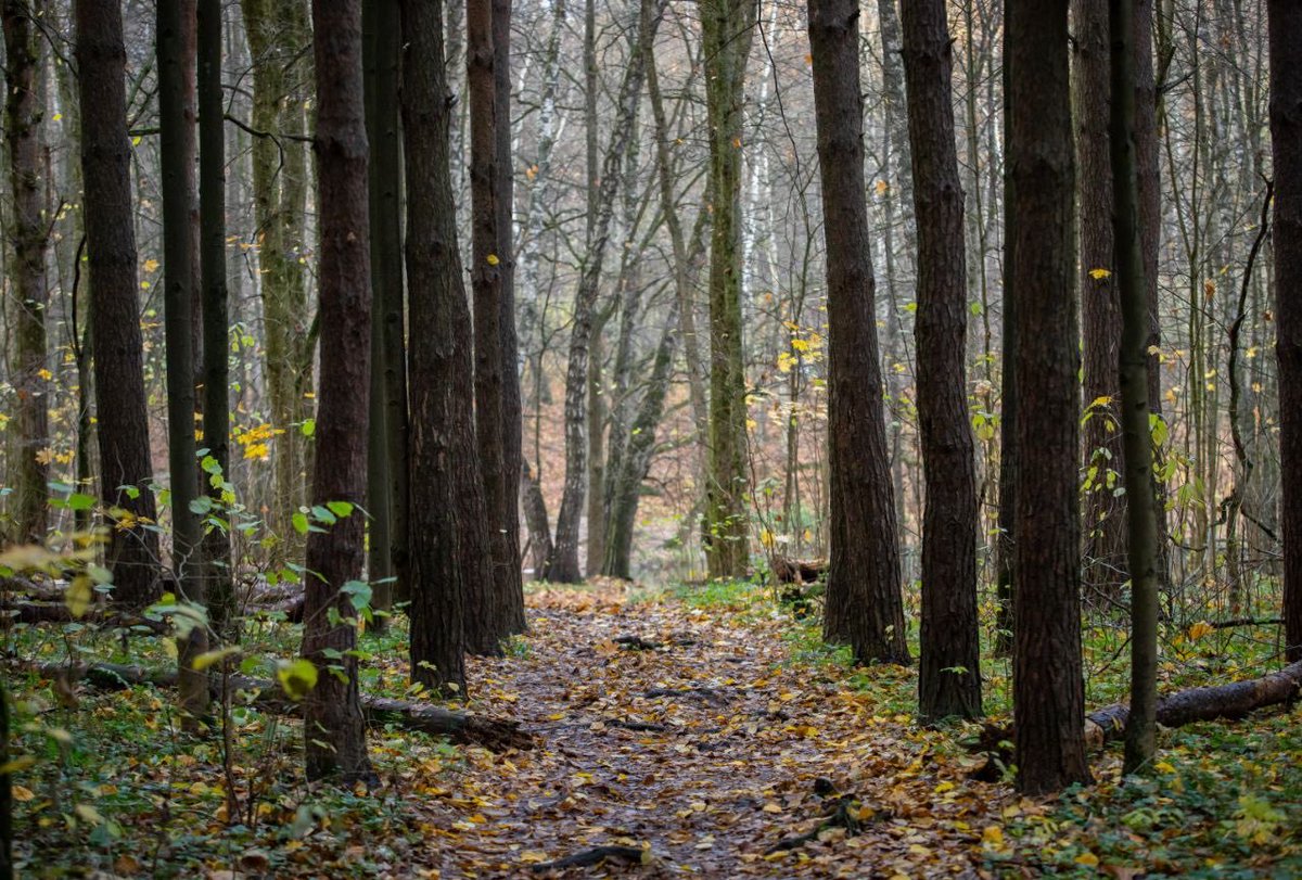 savebitza's tweet image. Золотая осень, Битцевский лес, Москва
Фотограф Елена Медведева