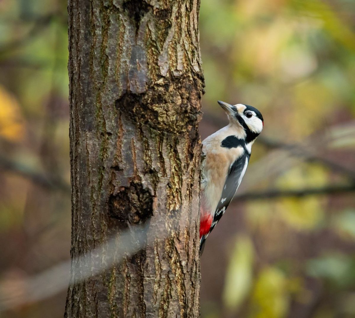 savebitza's tweet image. Золотая осень, Битцевский лес, Москва
Фотограф Елена Медведева