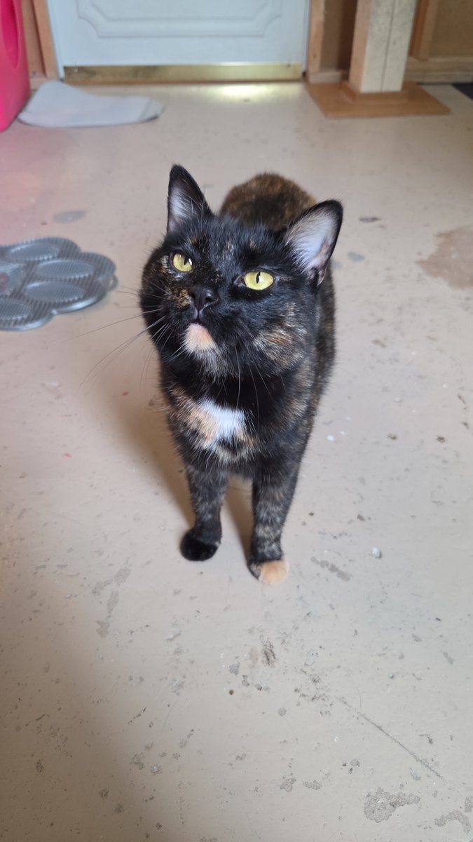 RappCatsAdopt's tweet image. Luna says &quot;why are the trees copying me?&quot;
She is the perfect blends of fall colors with a beautiful set of eyes too! 
Did you know that Tortoiseshell cats are pretty uncommon?  Roughly 1 in 3,000 get this gorgeous coat!
#prettycat #special #fallcolors