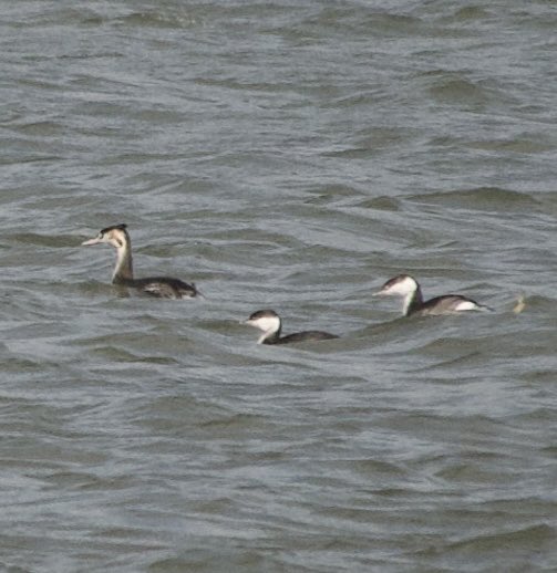 Frank Cackett tweet media