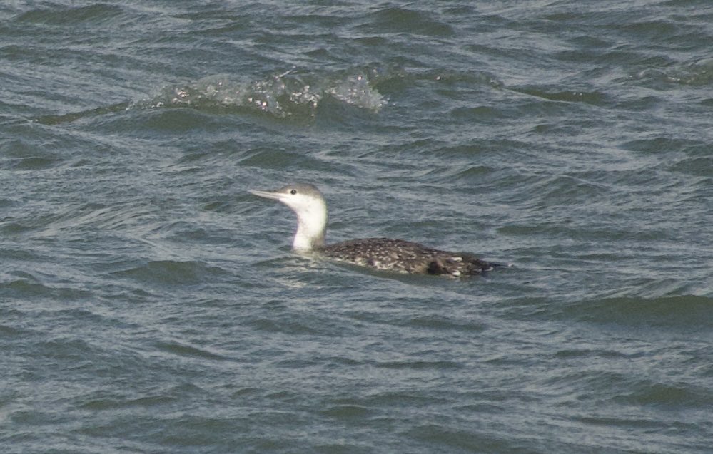 Frank Cackett tweet media