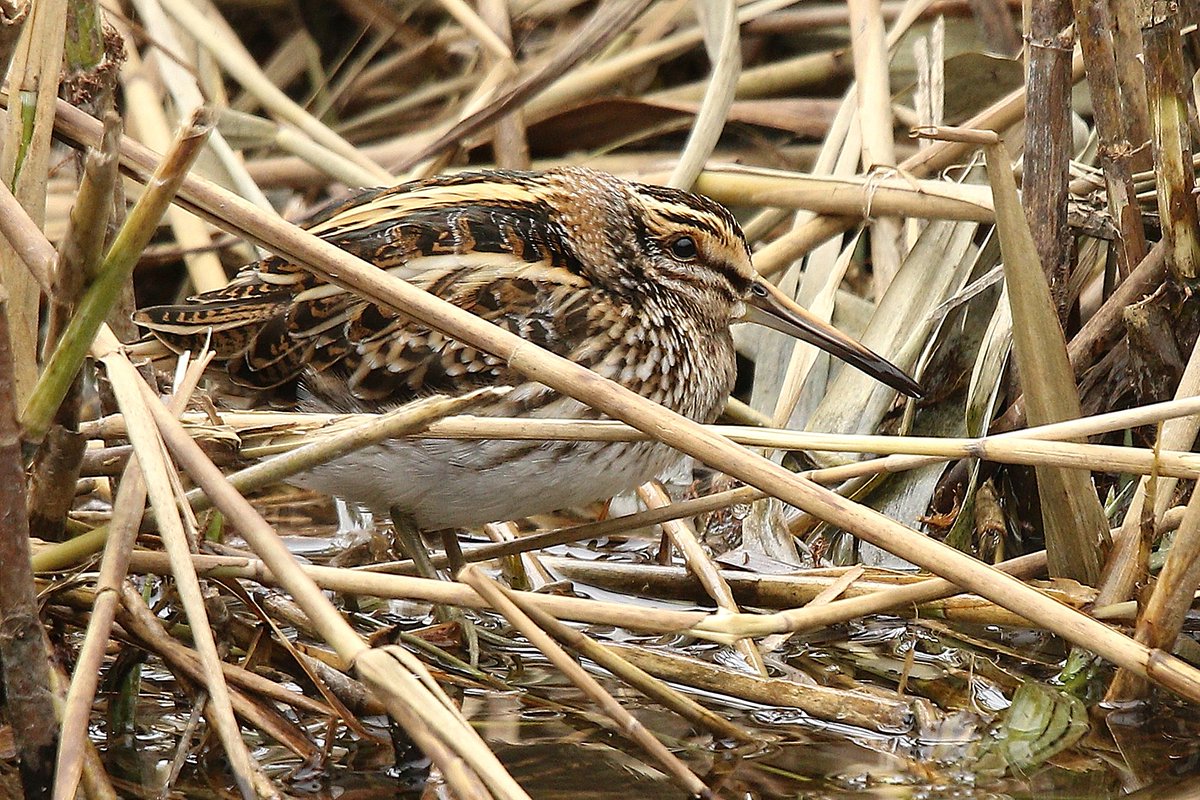 ParryWildlife's tweet photo. One of the most elusive birds I have been lucky enough to photograph Dungeness RSPB (ARC pit) https://t.co/pDrokLqLWr