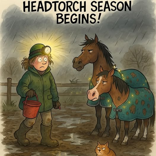 CecilsSanctuary's tweet image. #ponyhour - and let the dark evenings commence!