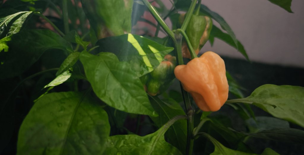 Oscar Corona tweet media