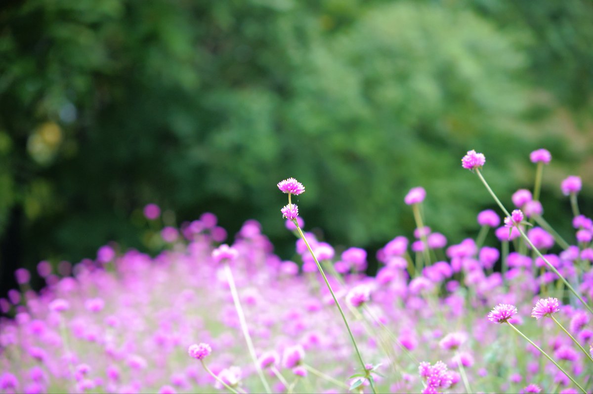 ✴︎Aki✴︎ CHAINSAW MAN FigZero 1/6 Aki Hayakawa - Hobby Bee Canada