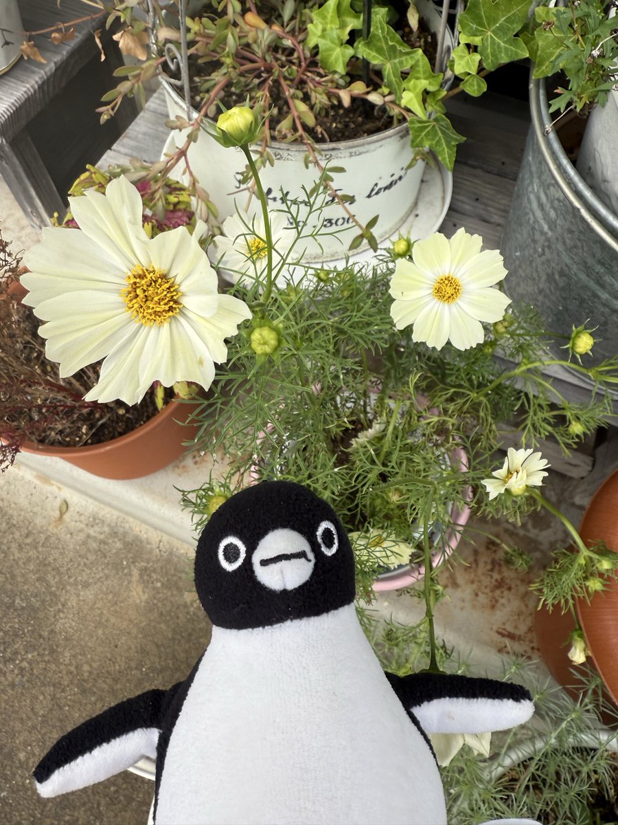 ペンギン様 鈴木惇平 on X