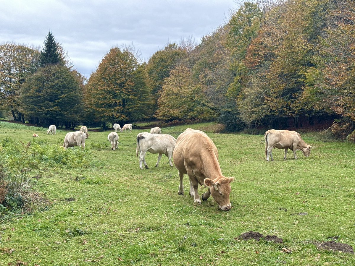 cris_alg's tweet photo. otoño en el norte, otoño en casa. 🏡🍂🐮 https://t.co/9er97nHpoh