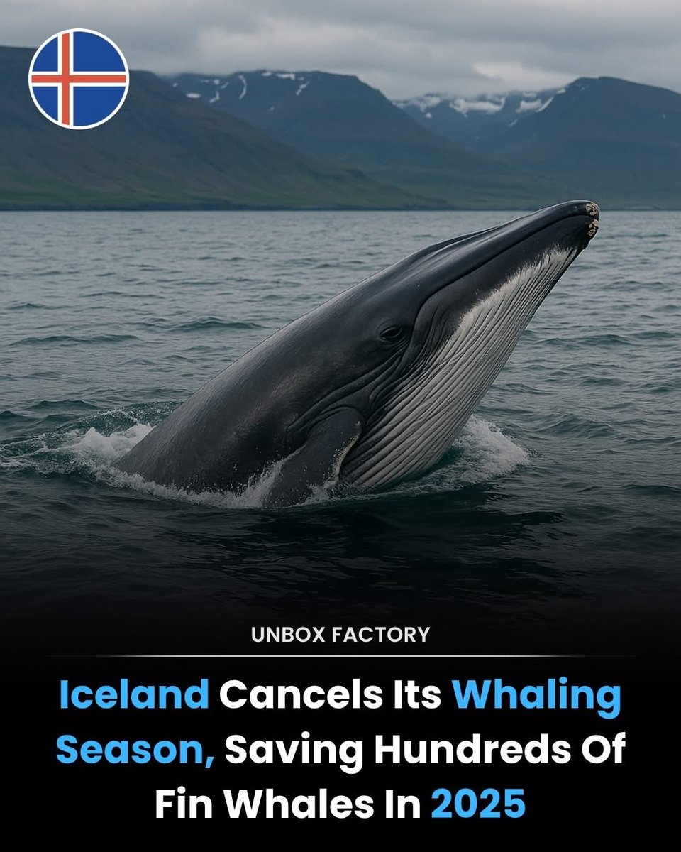 In a historic environmental decision, Iceland officially canceled its 2025 whaling season, protecting hundreds of fin whales from being hunted. This move aligns with global conservation efforts to preserve marine biodiversity and protect endangered species.

Fin whales, the
