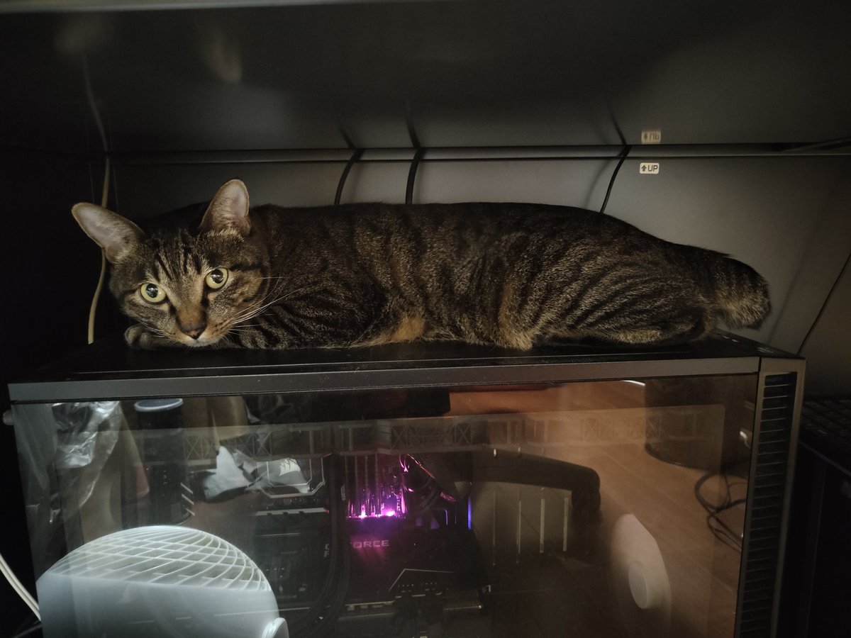 PCの上で寝るのは良いんだが後ろ足のあたりに電源スイッチがあるんだよなぁ https://t.co/jw337zXf5b