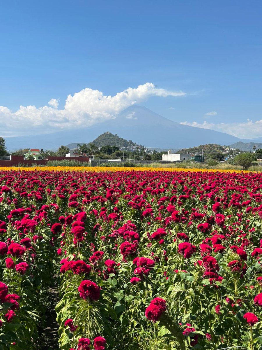 Gob_Puebla's tweet photo. 🌼 ¡Ya florece el alma de nuestras tradiciones!

La temporada de flor de muerto ya se vive, y con orgullo, las y los productores poblanos llenan de color, aroma y significado cada rincón del estado y del país con la luz de Cempasúchil.

Porque cada pétalo lleva historia, amor y raíces. 💛
#PensarEnGrande #PorAmorAPuebla