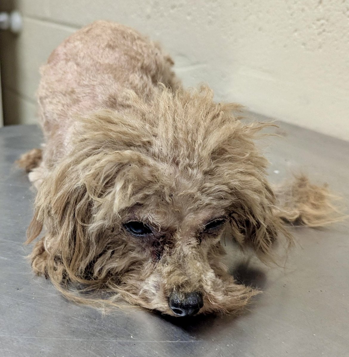 These sweet, precious souls are rescue only  they desperately need some pledges and retweets. I have renamed them Goldy and Hoopie. Please, Please pledge a little for tiny little beings that need our help. They do have rescue interest. They can be saved.