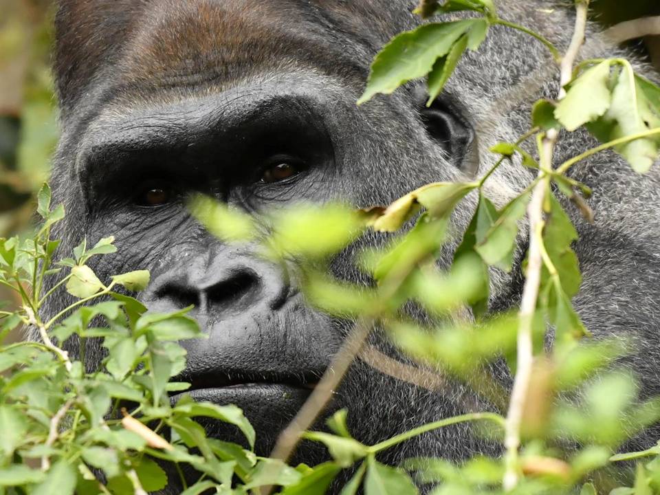 nautilusmar's tweet image. Más de dos décadas de lucha por una ley que haga justicia  nuestros hermanos evolutivos los grandes simios.
@RosaTristan @joaquinaraujo @JorgeRiechmann @DOMINGUEZLM @TafallaMarta @RevistaQuercus @MonteroQuercus @apdda @DeanFederacion @BrunaHusky 
pressenza.com/es/2025/10/la-…