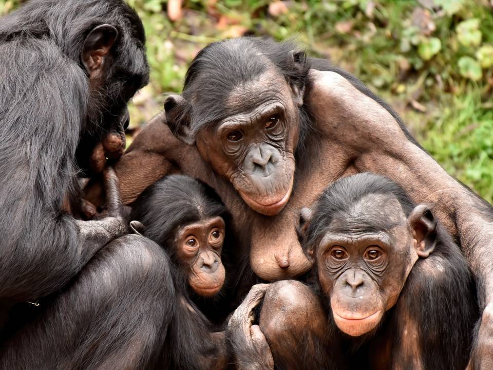 nautilusmar's tweet image. Más de dos décadas de lucha por una ley que haga justicia  nuestros hermanos evolutivos los grandes simios.
@RosaTristan @joaquinaraujo @JorgeRiechmann @DOMINGUEZLM @TafallaMarta @RevistaQuercus @MonteroQuercus @apdda @DeanFederacion @BrunaHusky 
pressenza.com/es/2025/10/la-…