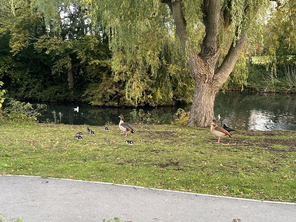 305Edlene's tweet photo. @RSPBEngland saw this in Horsham park yesterday, goslings in October? https://t.co/PrWdVXJPeC
