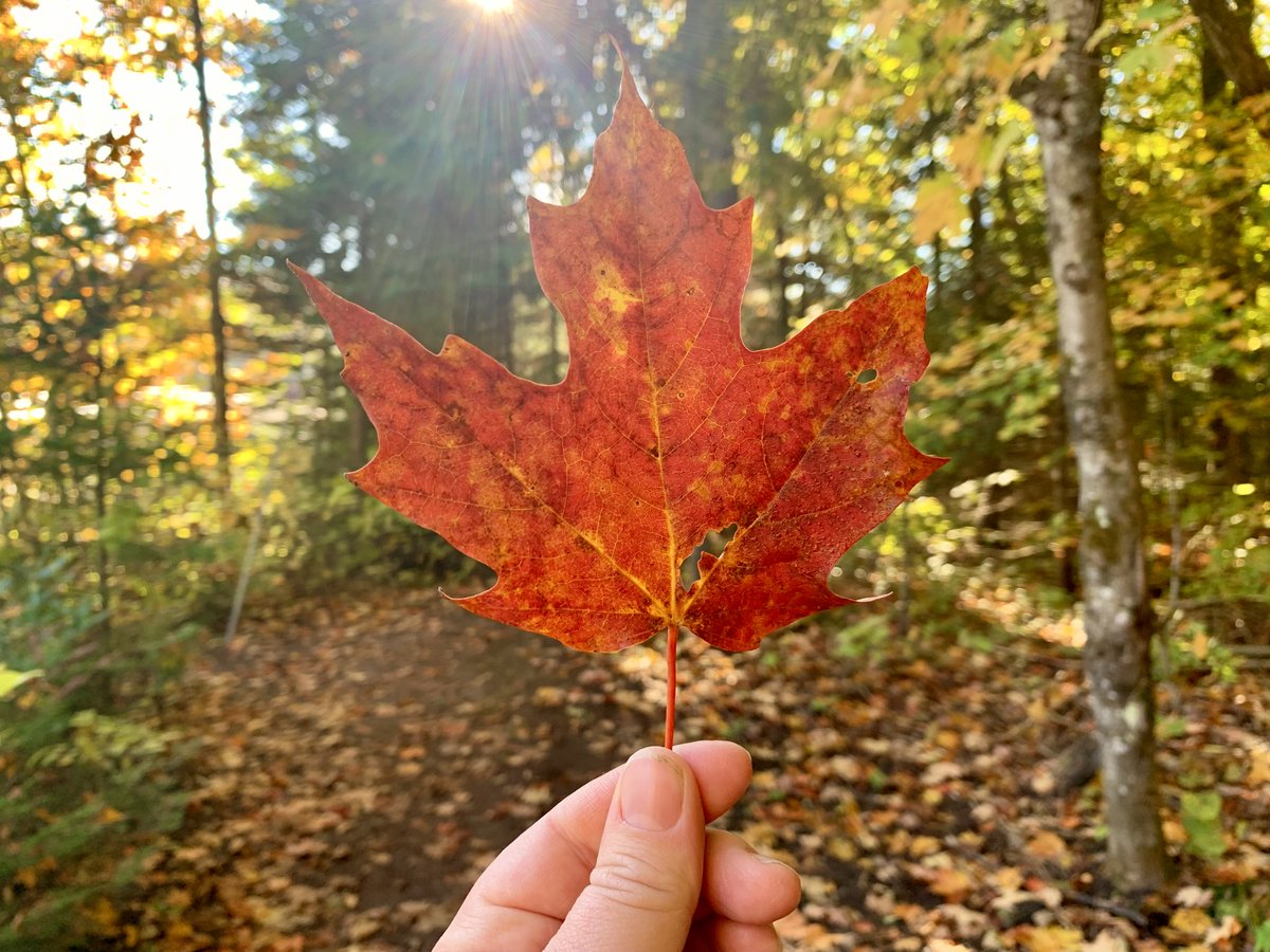 Long Point PP tweet media