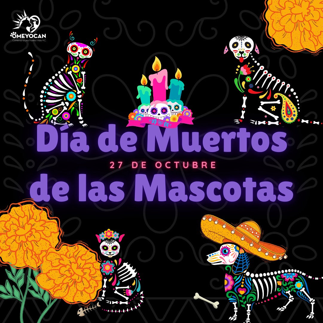 Es HOY! 🥰🐶🐱
En la medianoche nos visitarán nuestros amados perros, gatos y todo animal de compañía que dejó un huequito en nuestros corazones 💕 
Aunque ellos nunca se fueron del todo, pero eso no quita que HOY sea un día especial. Y ya pronto nos visitarán nuestros Fieles