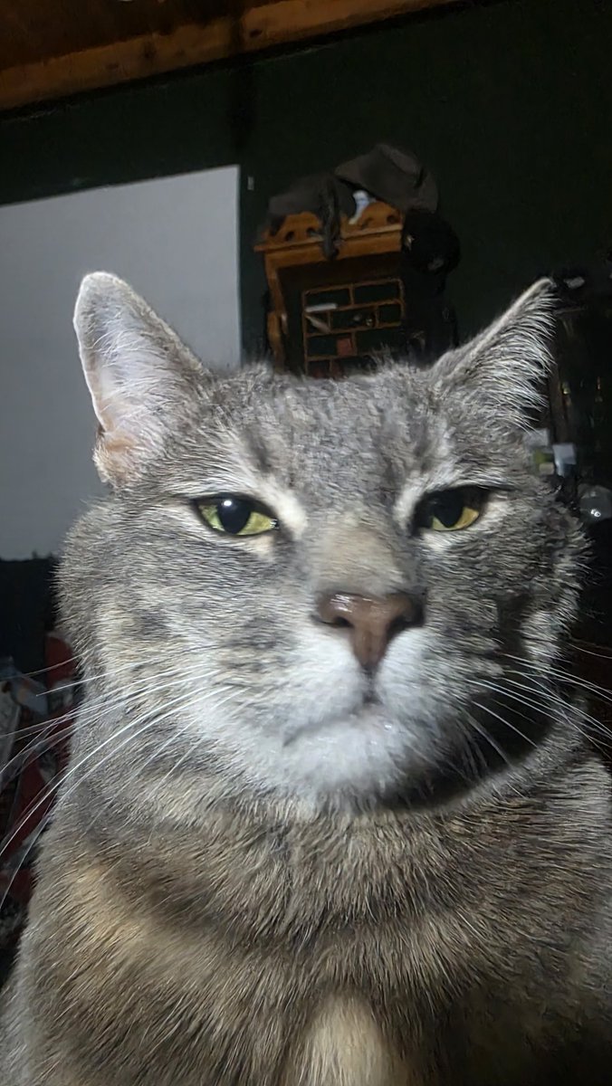 Neo fatcat has a #Tesla nose.